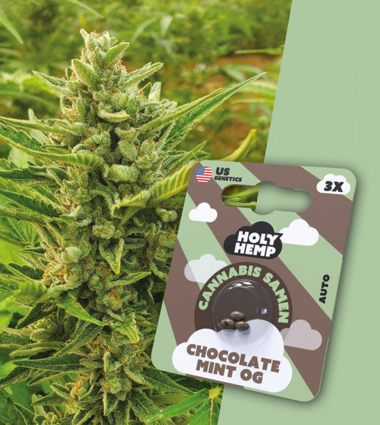 Holy Hempf Cannabissamen - Chocolate Mint OG