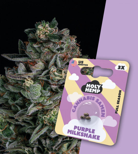 Holy Hemp - Cannabissamen Purple Milkshake