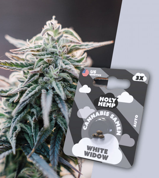 Holy Hemp - Cannabissamen White Widow